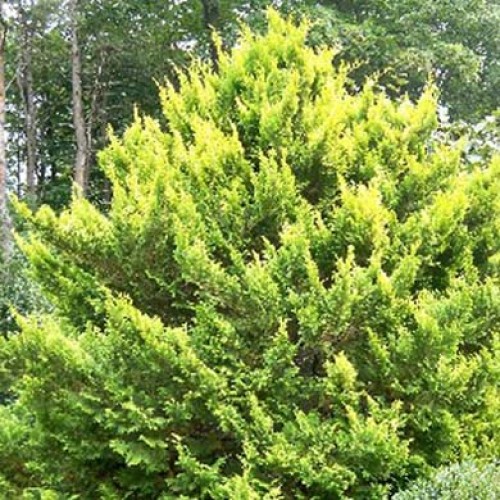 Conifer Chamaecyparis pisifera Plumosa Aurea Dwarf | ScotPlants Direct